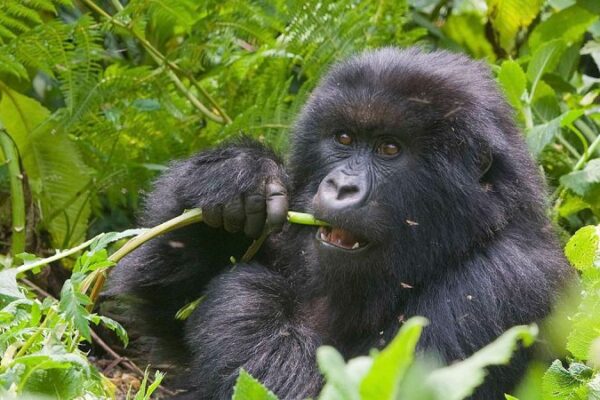 10-Day Rwanda Self-Drive Safari