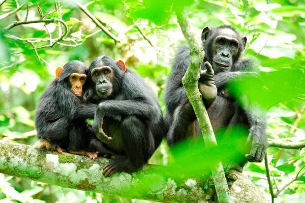 10-Day Uganda Self-Drive Safari
