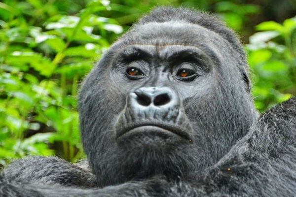 20-Day Uganda Self-Drive Safari