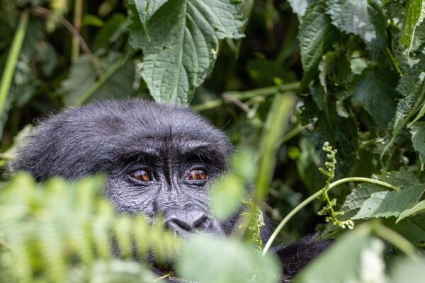 25-Day Kenya + Tanzania + Rwanda