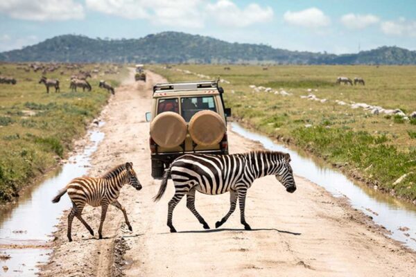 Self-Drive Safaris