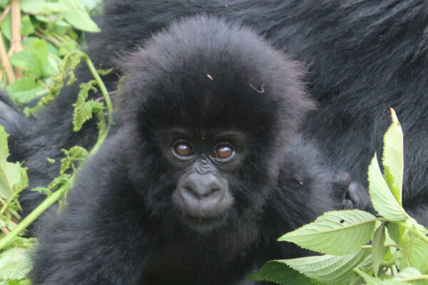 10-Day Rwanda Self-Drive Safari