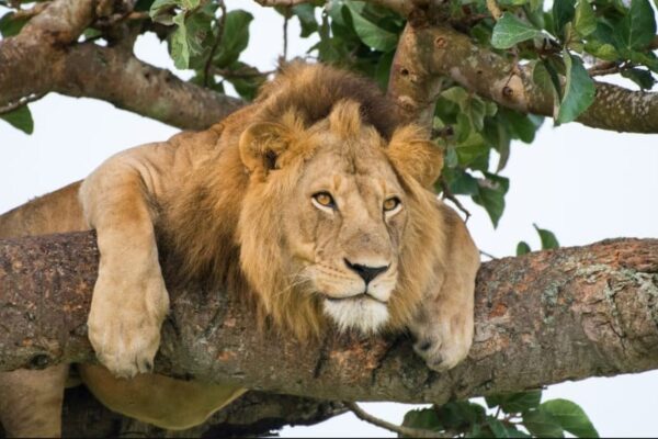 14-Day Uganda Self-Drive Safari