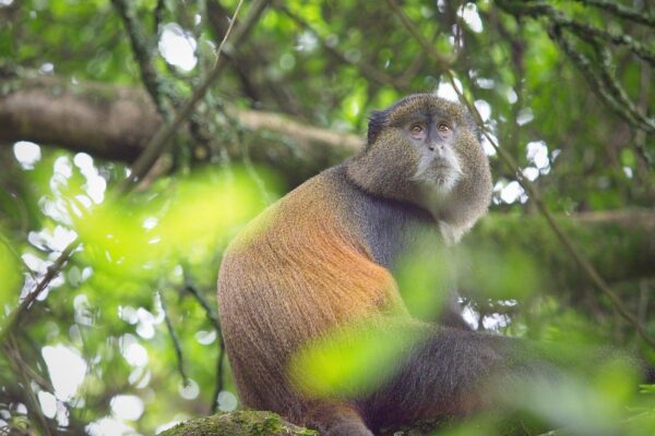 22-Day Uganda and Rwanda Self-Drive Safari