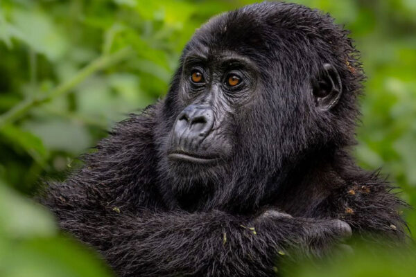 Gorilla Trekking