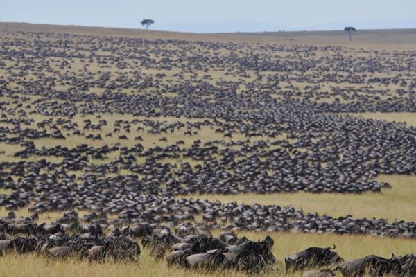 Wildebeest Migration
