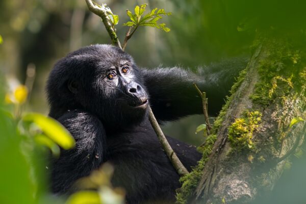 3-Day Gorilla Trekking Safari 3-Day Gorilla Trekking Safari