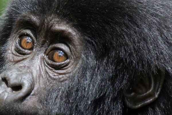 3-Day Gorilla Trekking Safari 3-Day Gorilla Trekking Safari