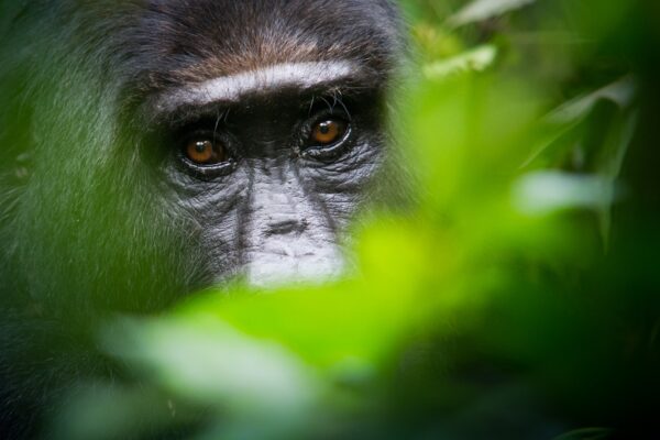 3-Day Gorilla Trekking Safari 3-Day Gorilla Trekking Safari