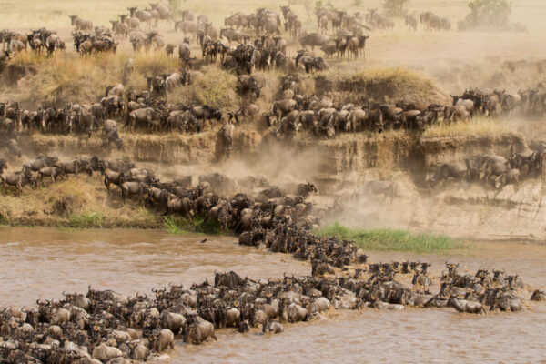 East Africa Safaris East Africa Safaris