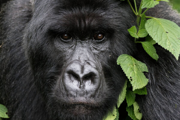 Luxury Rwanda Safaris Luxury Rwanda Safaris