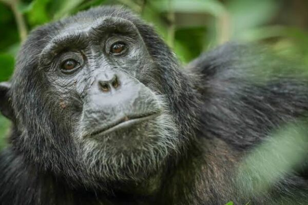 Luxury Uganda Safaris Luxury Uganda Safaris